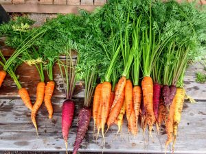 benefits of organic food like rainbow carrots