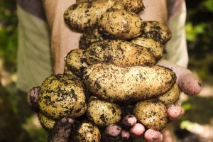 potatoes on the Dirty Dozen List
