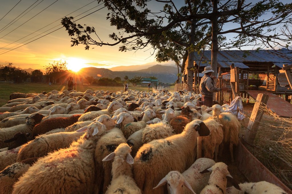 organic and humanely raised sheep on farm