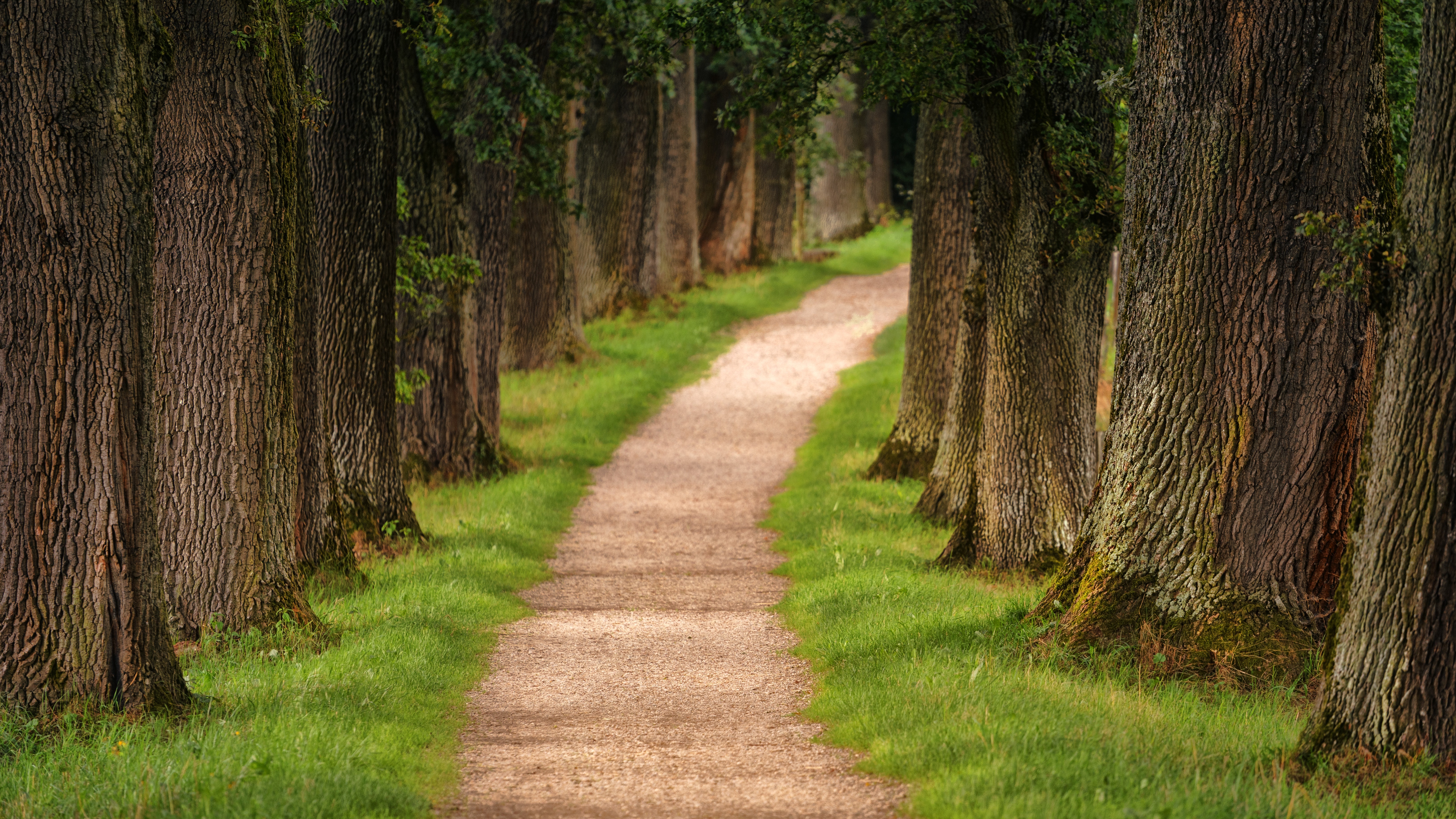 A path between rows of trees