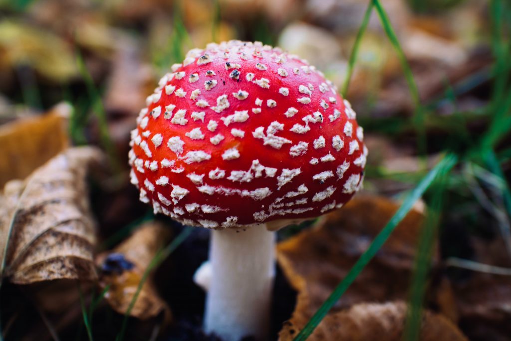 Aminata Muscaria, a psychedellic mushroom in the forest.